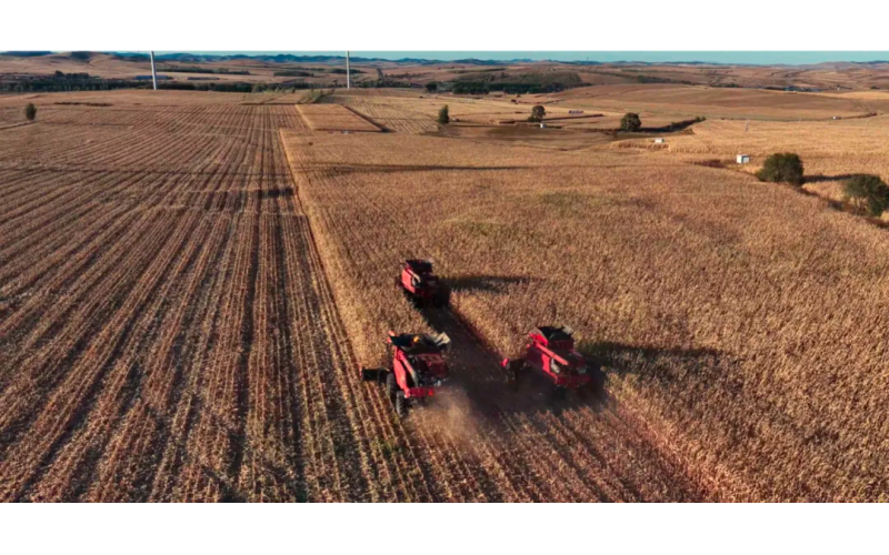 润农节水科技赋能：科右前旗玉米迎丰收，开创北方单产提升新范式